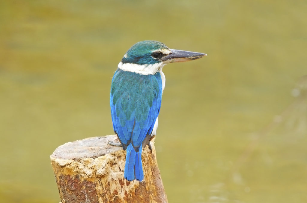 Sacred Kingfisher