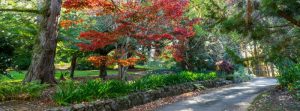 Autumn colours in the Blue Mountains