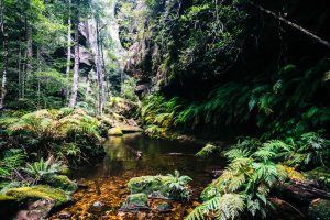 Blue Mountains National Park