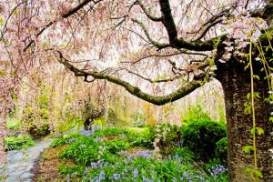 Blue Mountains Botanic Gardens