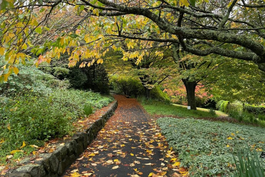 Top 10 Things to Do in the Blue Mountains for Couples