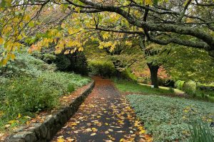 Top 10 Things to Do in the Blue Mountains for Couples